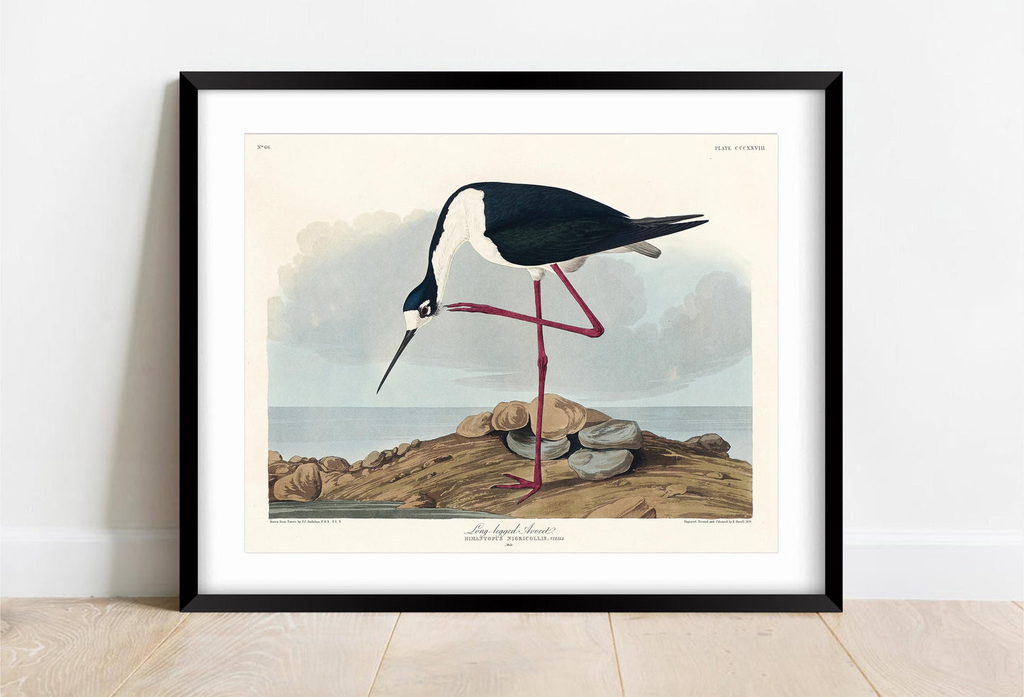 Audubon Long-Legged Avocet Print: Vintage Bird Illustration