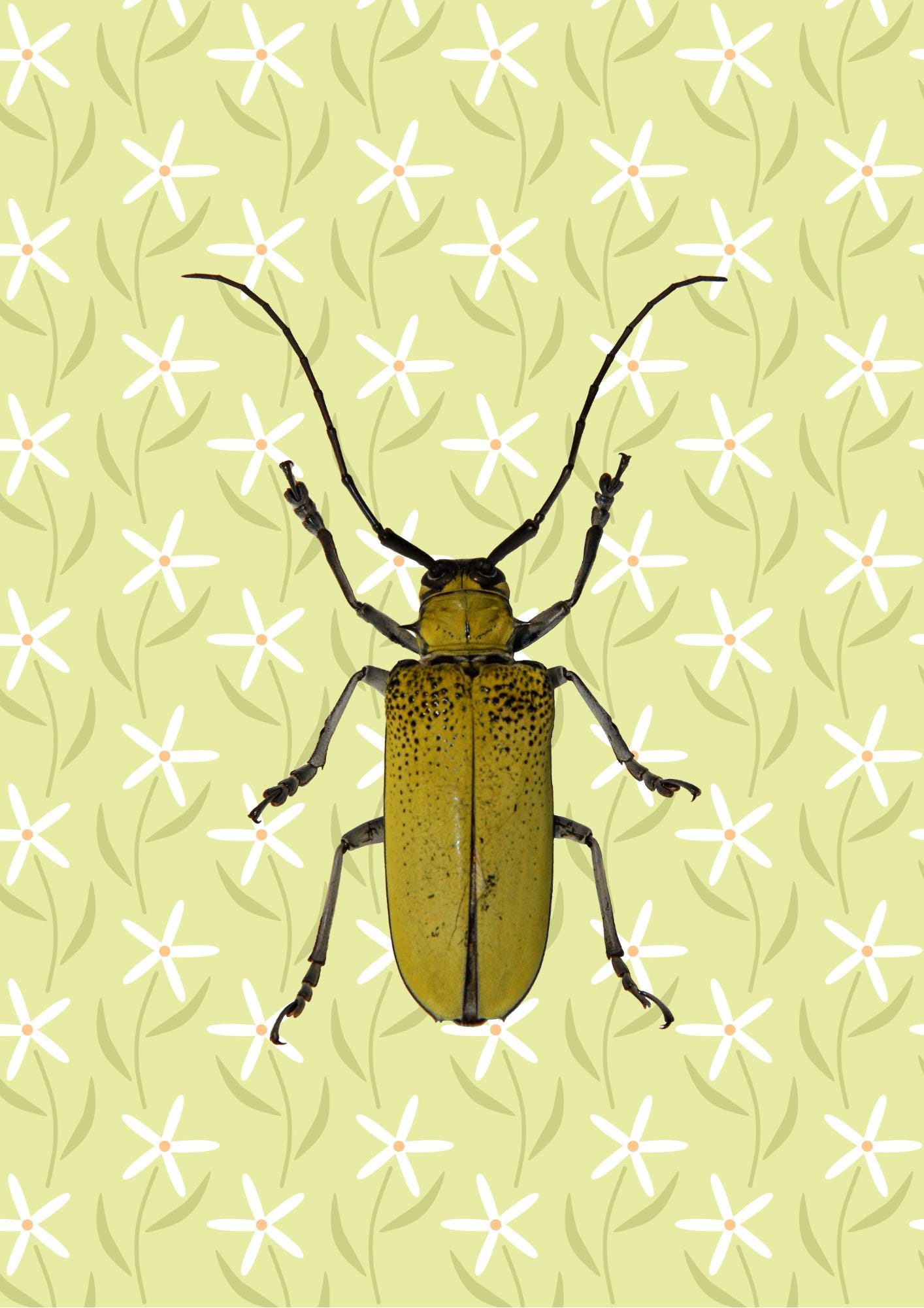 Insect Print: Yellow Beetle Illustration, Botanical Art Poster