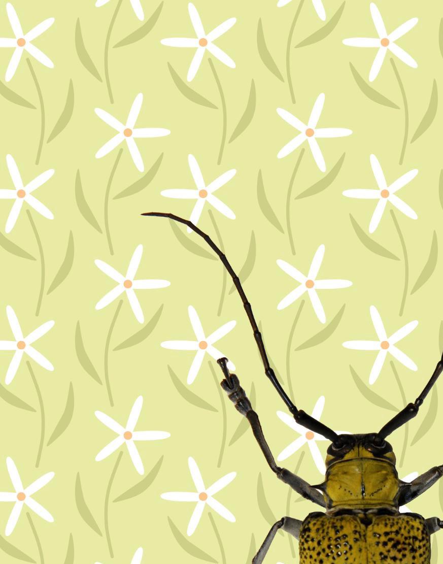 Insect Print: Yellow Beetle Illustration, Botanical Art Poster