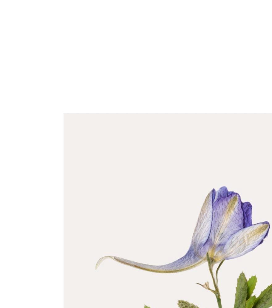 White & Cream Flower Print: Vintage Floral Wall Art