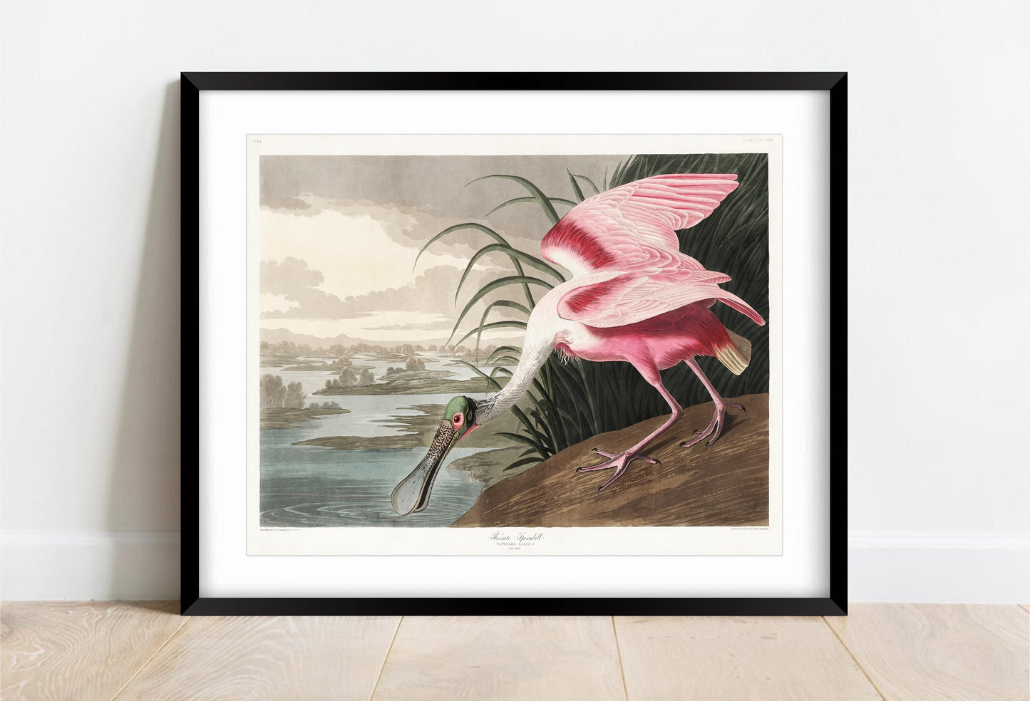 Roseate Spoonbill Print: John James Audubon, Vintage Bird Art