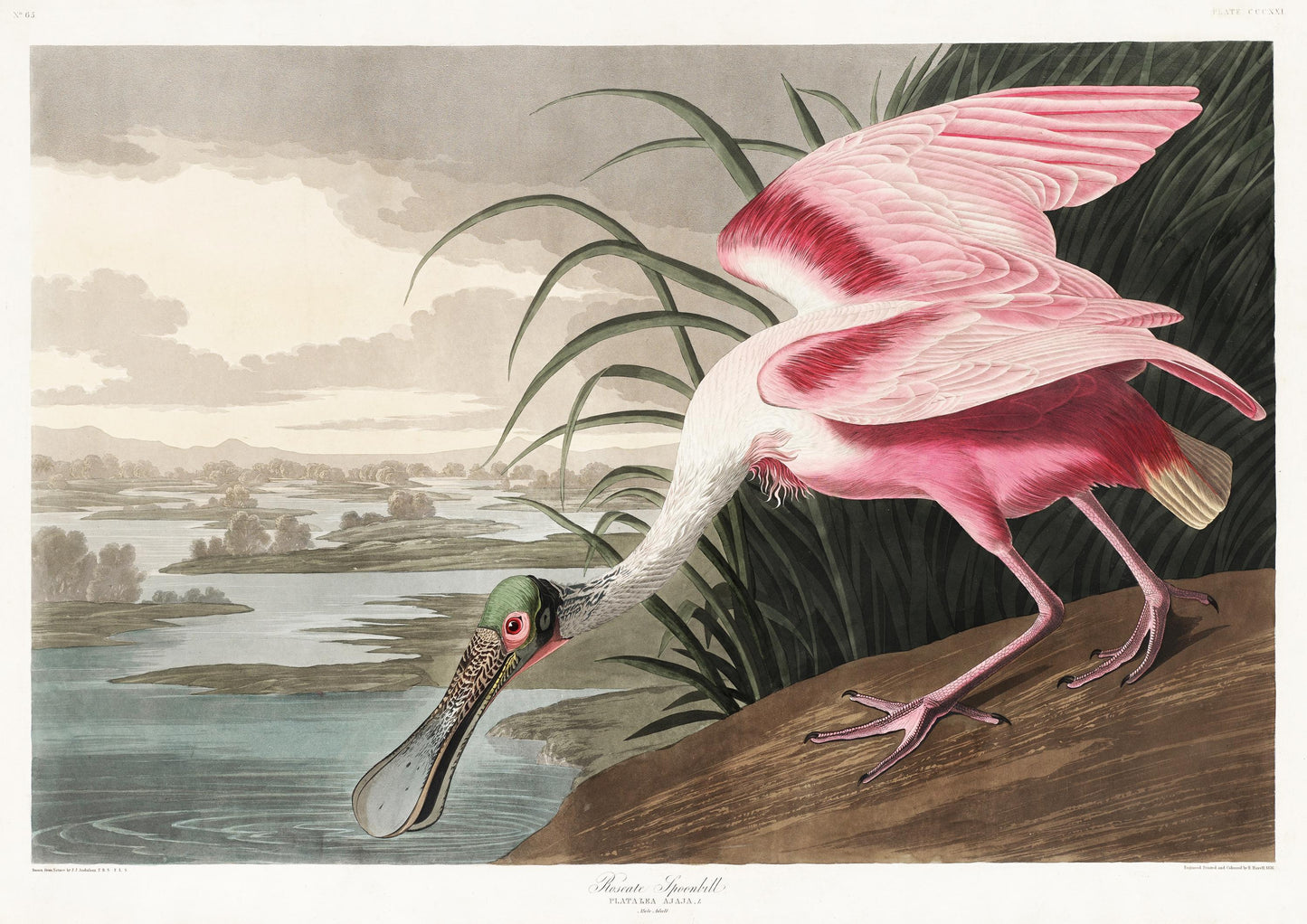 Roseate Spoonbill Print: John James Audubon, Vintage Bird Art