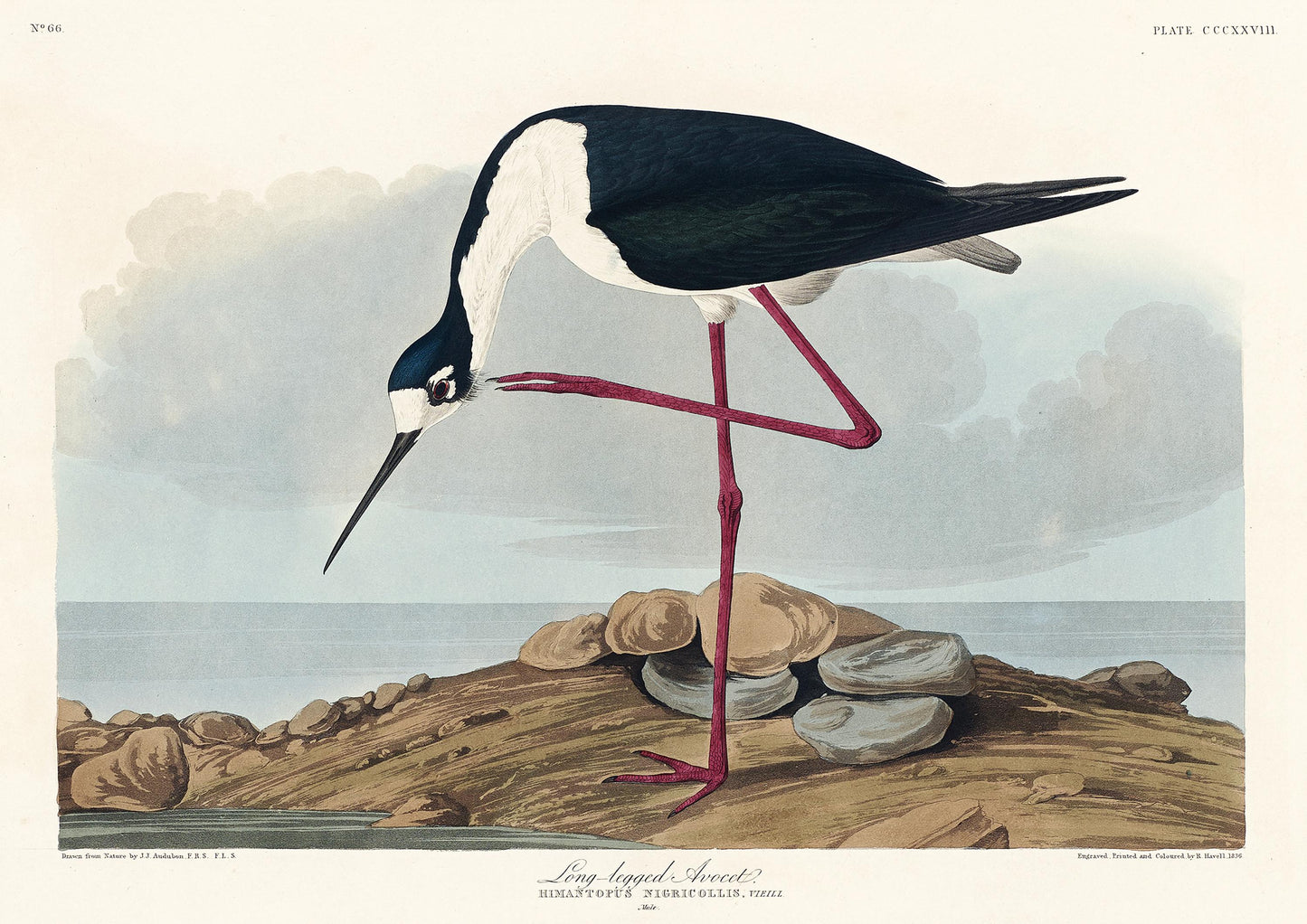 Audubon Long-Legged Avocet Print: Vintage Bird Illustration