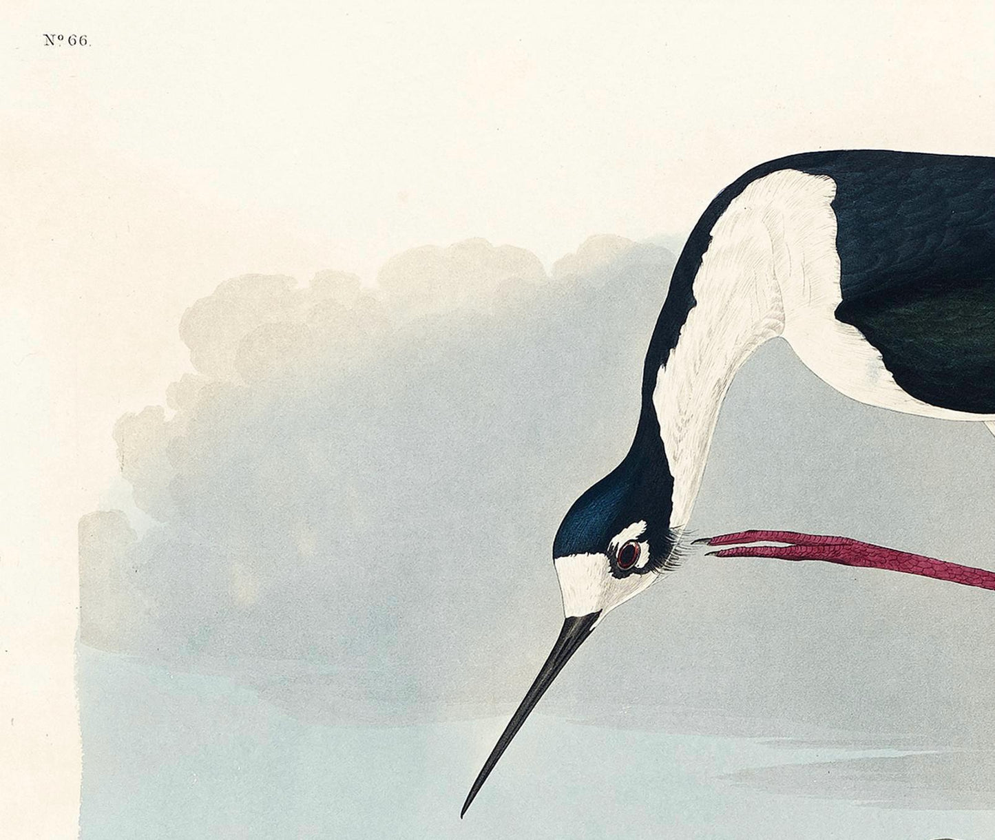 Audubon Long-Legged Avocet Print: Vintage Bird Illustration