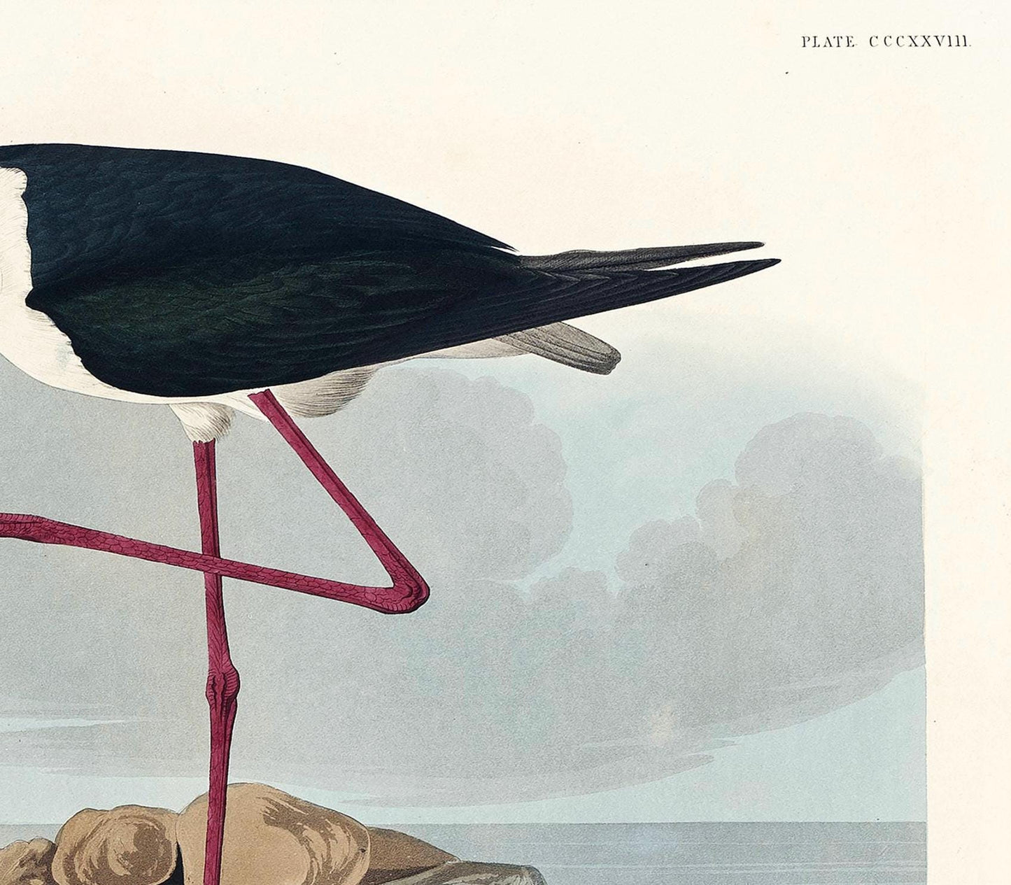 Audubon Long-Legged Avocet Print: Vintage Bird Illustration