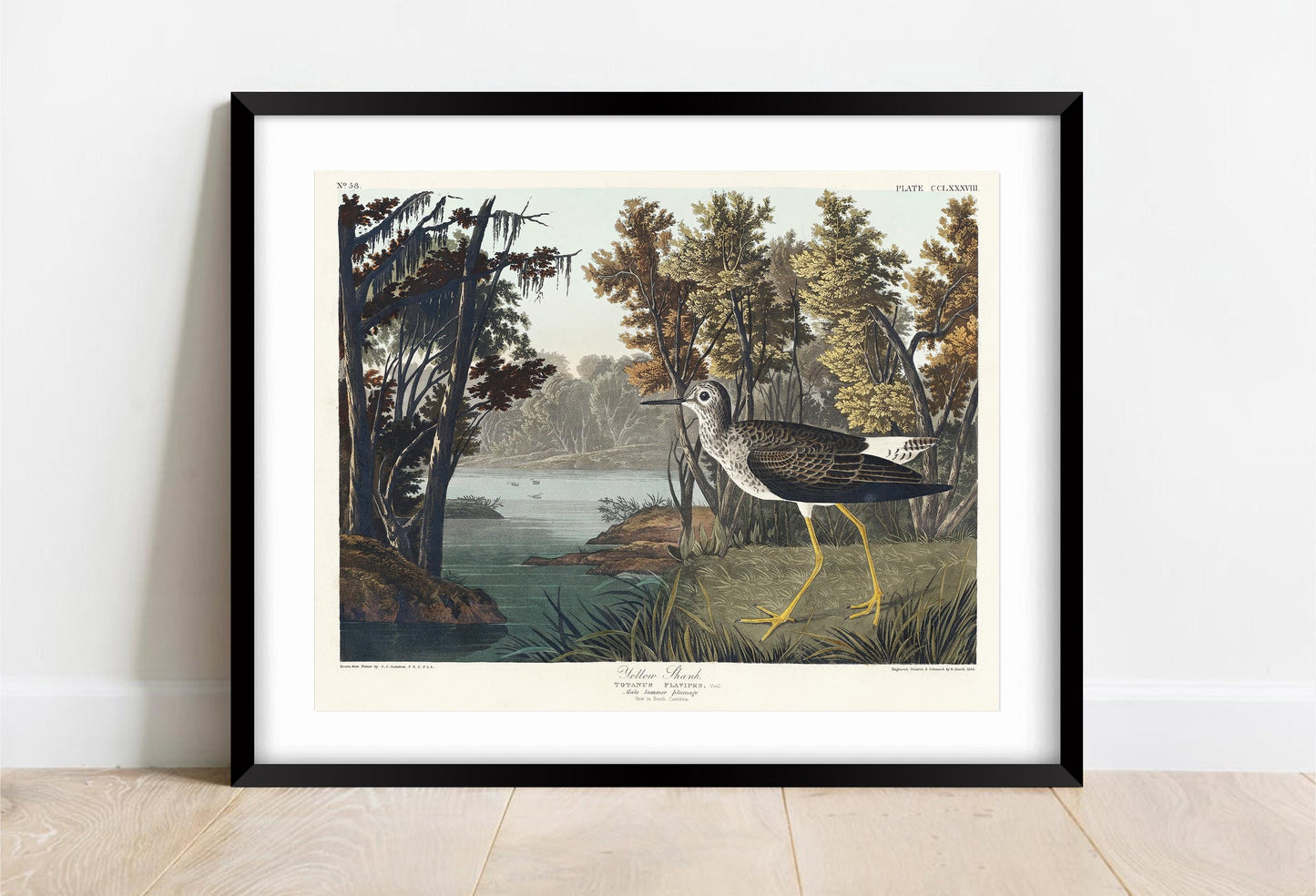 Audubon Yellow Shank Print: Vintage Birds of America Wildlife Art