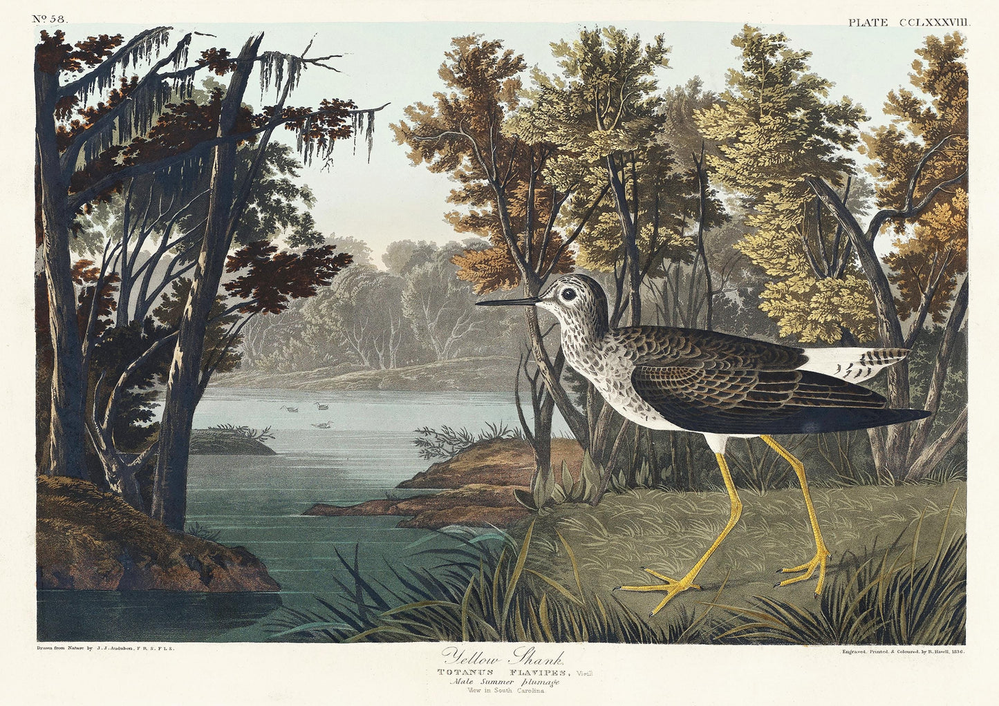 Audubon Yellow Shank Print: Vintage Birds of America Wildlife Art