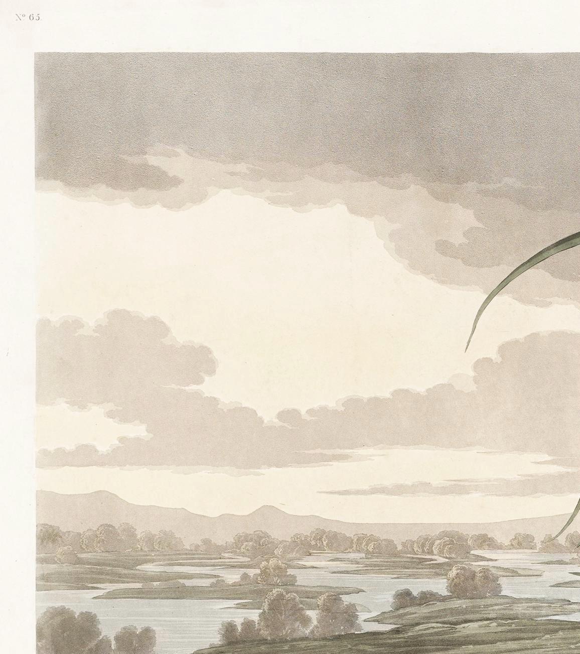 Roseate Spoonbill Print: John James Audubon, Vintage Bird Art
