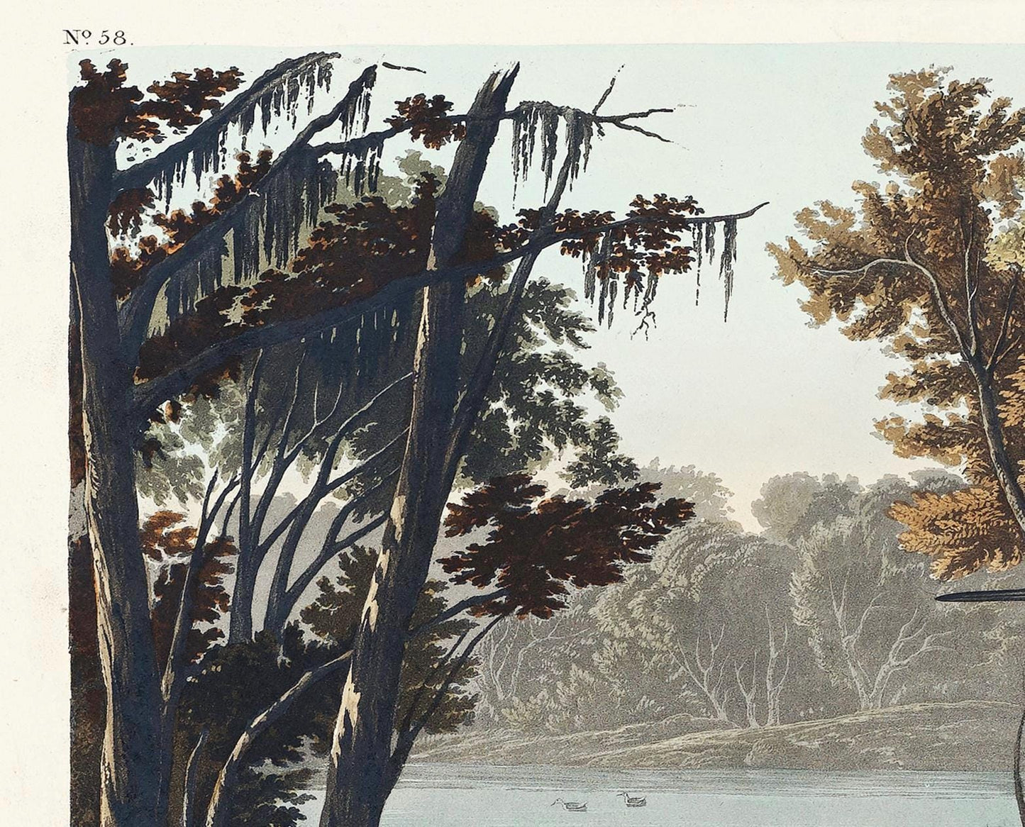 Audubon Yellow Shank Print: Vintage Birds of America Wildlife Art