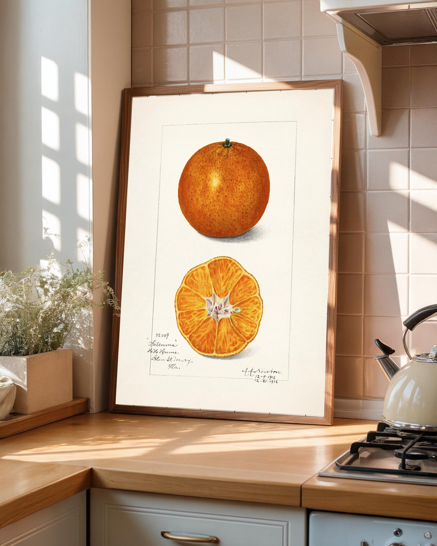 Vintage Satsuma Fruit Print: A A Newton Botanical Art (A4/A3)