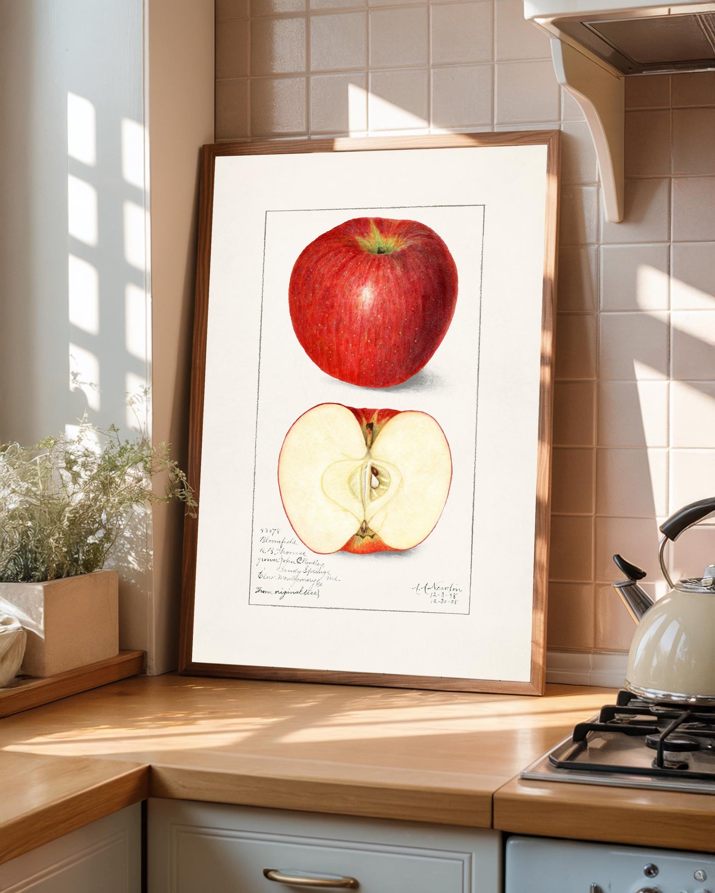 Vintage Apple Botanical Print: A.A. Newton, Kitchen Wall Art
