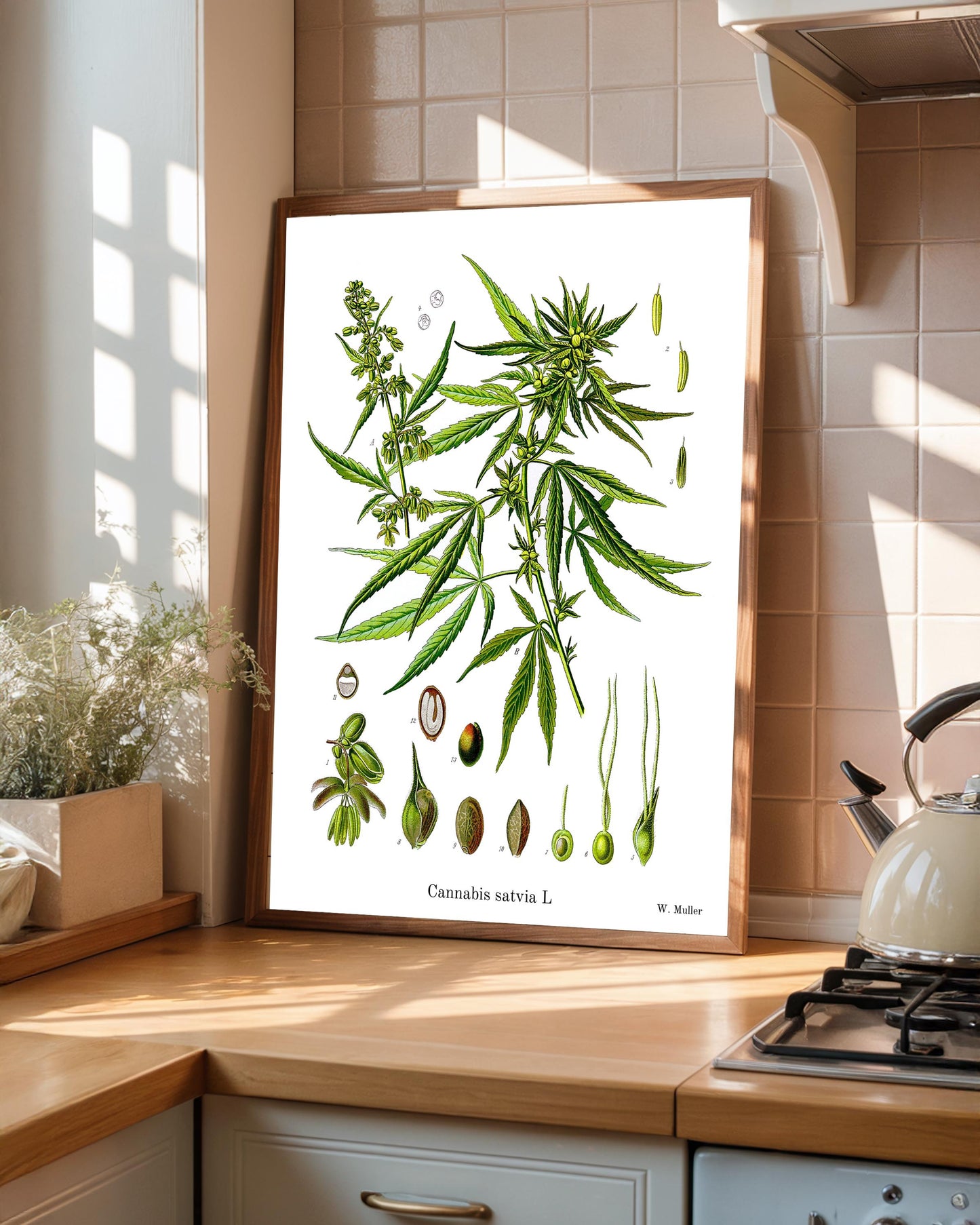 Botanical Print - Vintage Muller 1887 Art