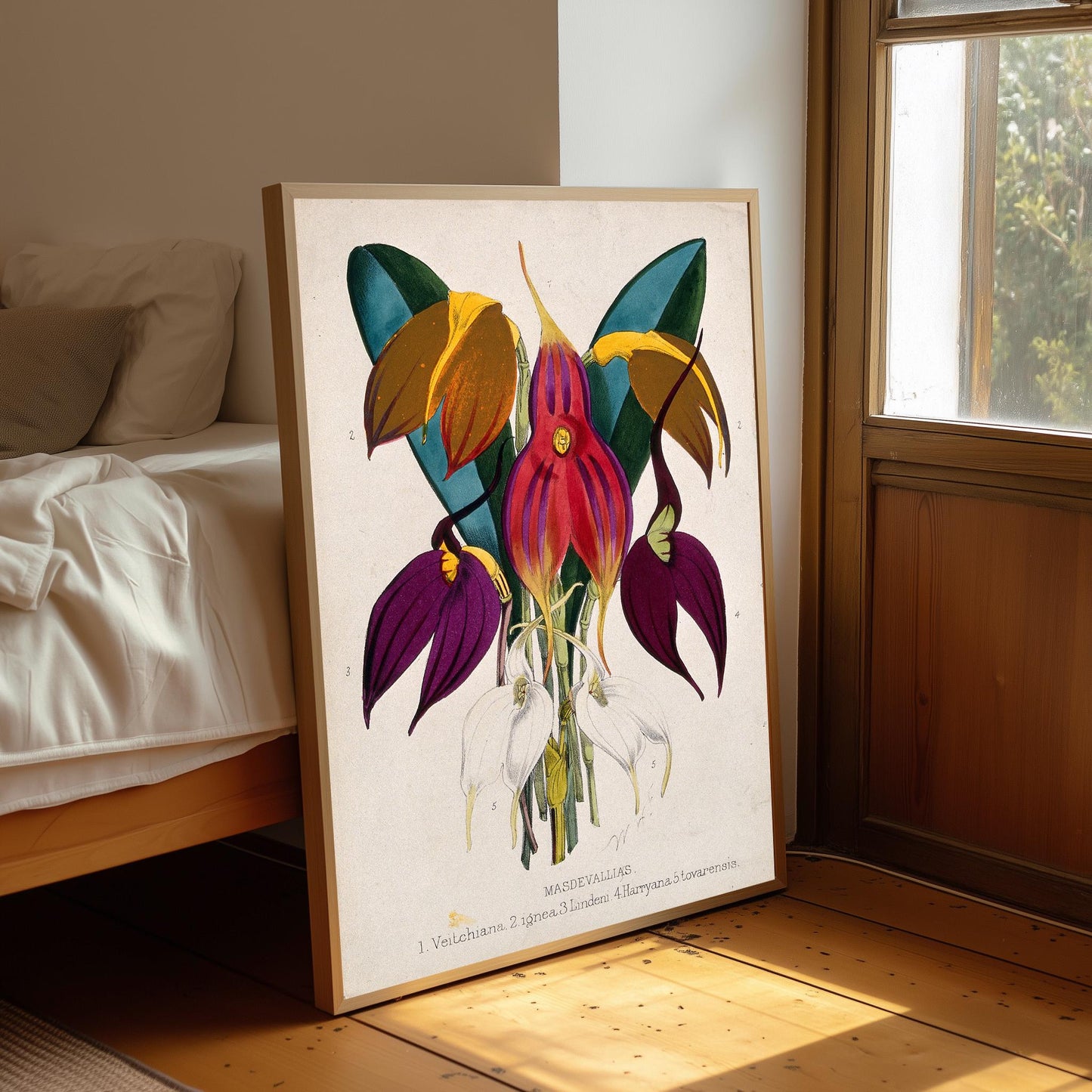 Masdevallia Orchid Print: Tropical Botanical Lithograph (A4/A3/A2/A1)