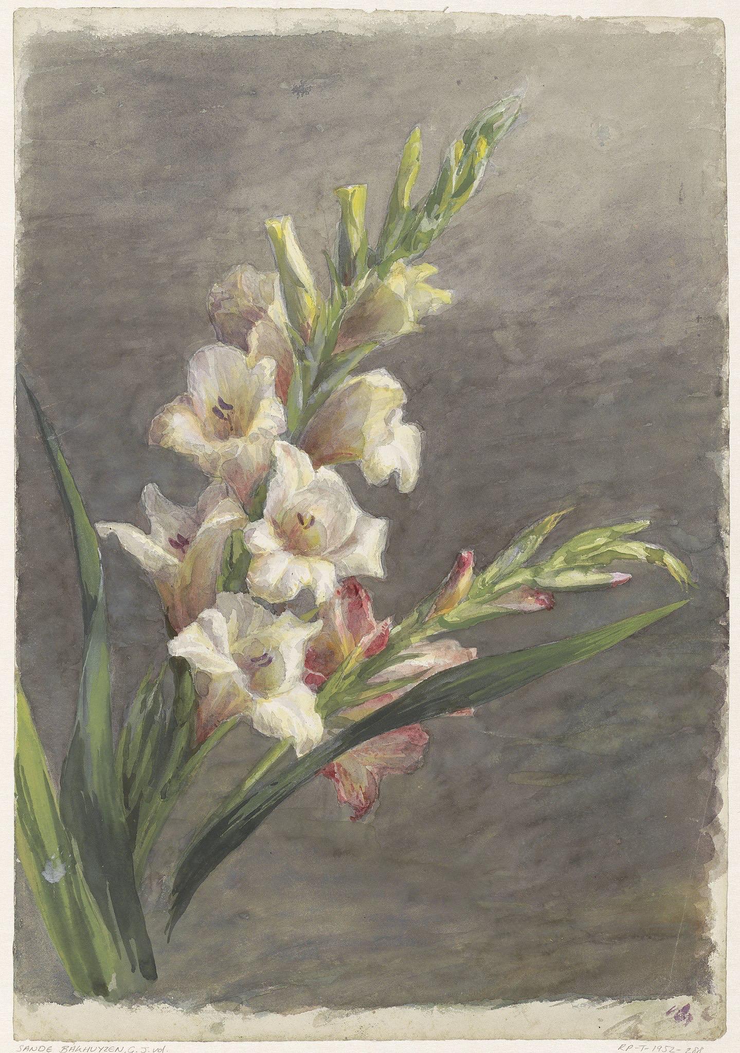 Gladioli Flower Print: Vintage Floral Wall Art